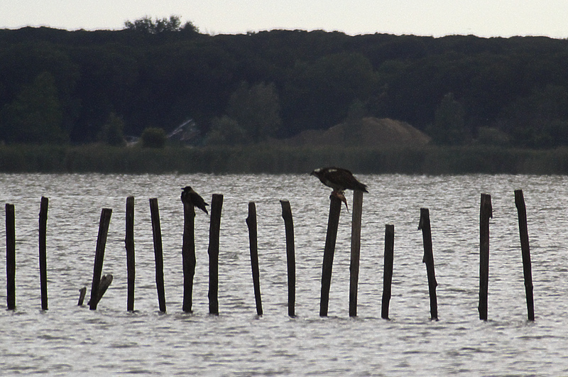 Falco pescatore
